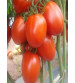 Tomato F1 Chandrakant 10 grams